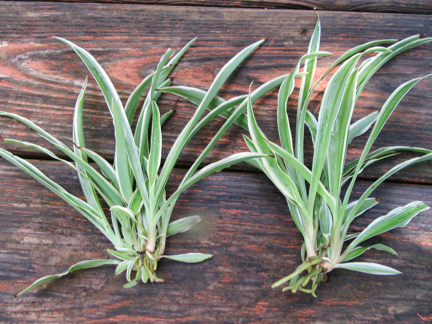 2 Chlorophytum Comosum Spider Plants with bare roots
