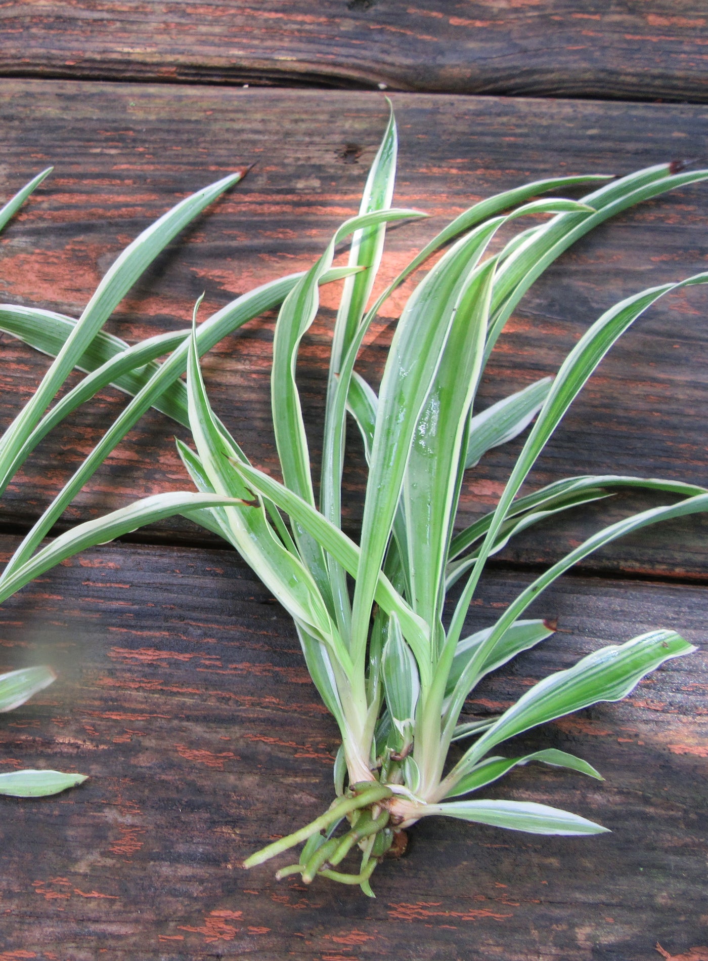 Chlorophytum Comosum Spider Plant with bare roots