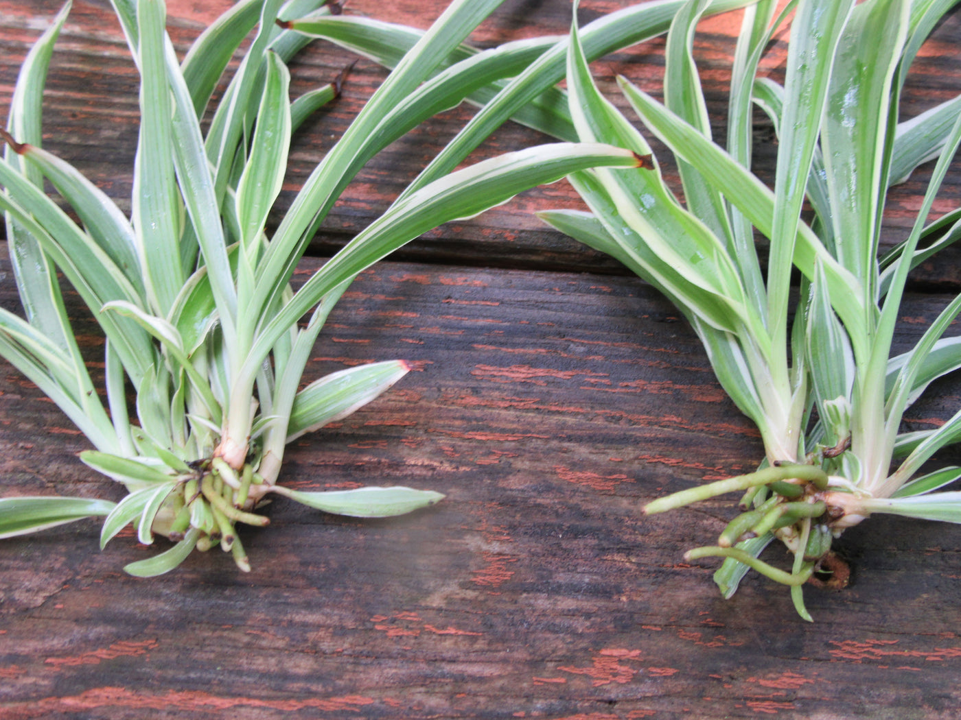 2 Chlorophytum Comosum Spider Plants with bare roots