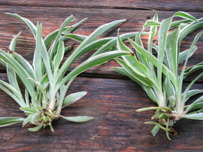 2 Chlorophytum Comosum Spider Plants with bare roots