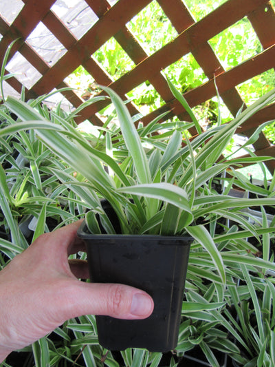 Fully Rooted Chlorophytum Comosum Spider Plant