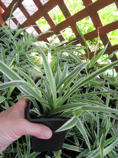 Fully Rooted Chlorophytum Comosum Spider Plant