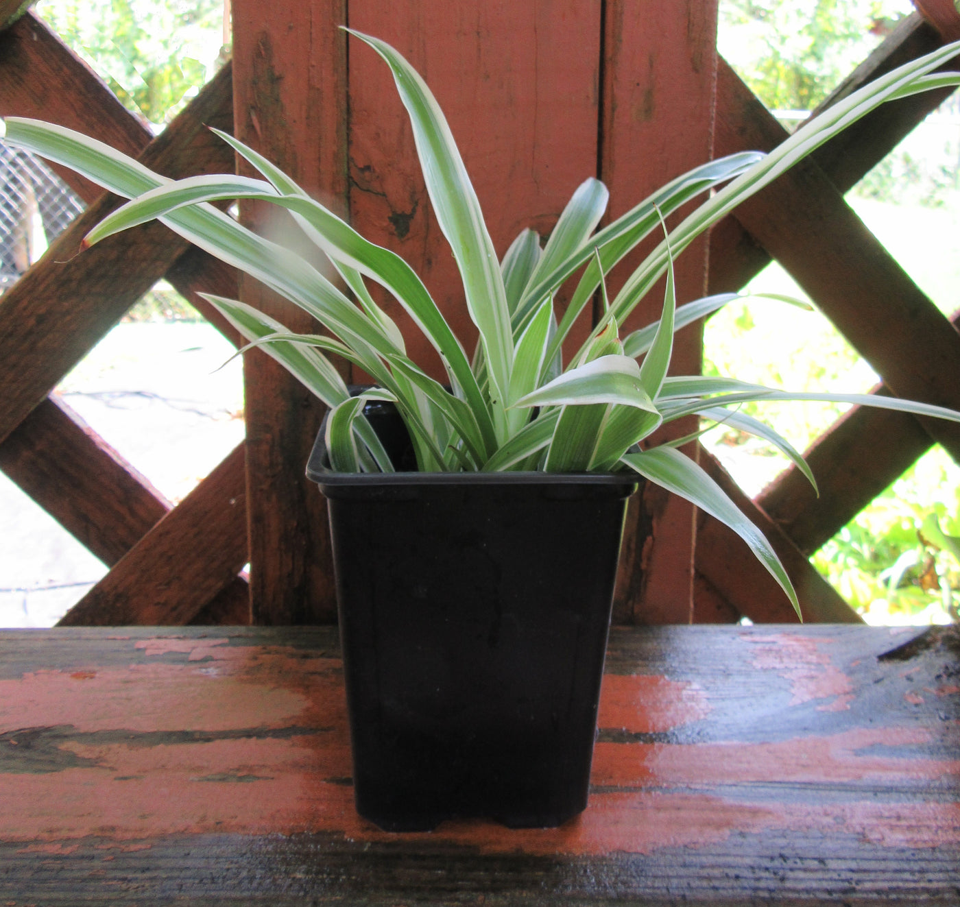 Fully Rooted Chlorophytum Comosum Spider Plant