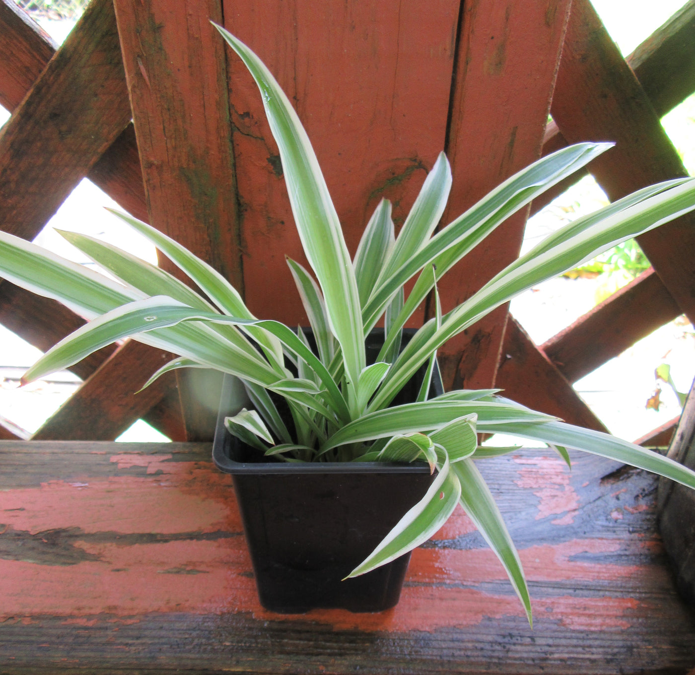 Fully Rooted Chlorophytum Comosum Spider Plant
