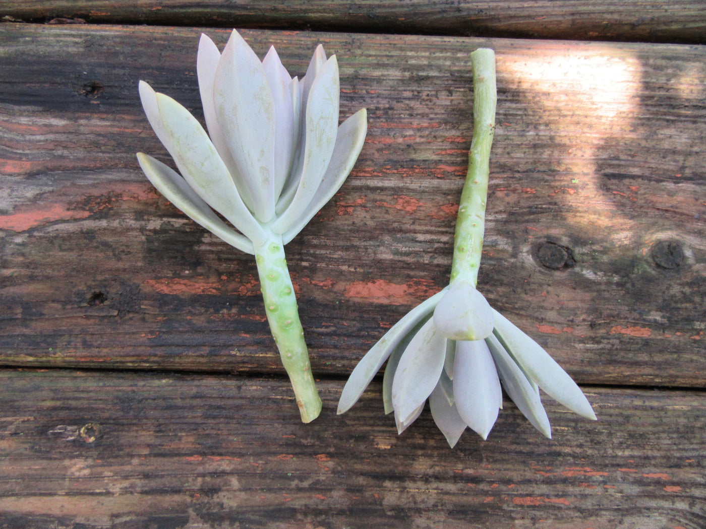 2 Graptopetalum Paraguayense (Ghost Plant) Succulent Cuttings