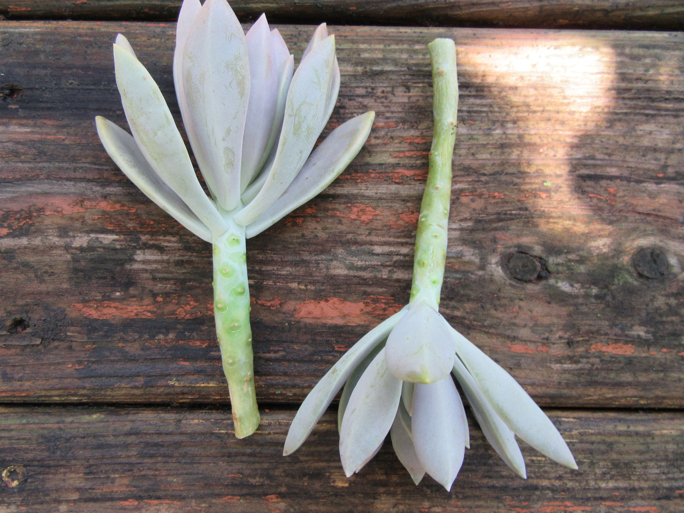 2 Graptopetalum Paraguayense (Ghost Plant) Succulent Cuttings