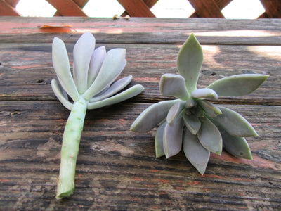 2 Graptopetalum Paraguayense (Ghost Plant) Succulent Cuttings