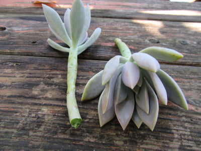 2 Graptopetalum Paraguayense (Ghost Plant) Succulent Cuttings