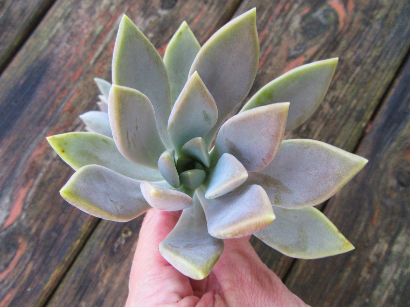 2 Graptopetalum Paraguayense (Ghost Plant) Succulent Cuttings
