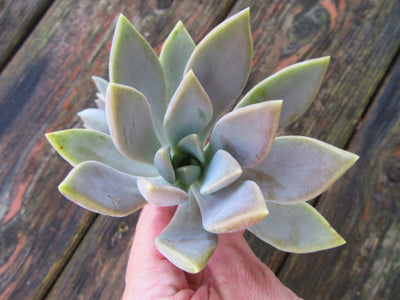 2 Graptopetalum Paraguayense (Ghost Plant) Succulent Cuttings