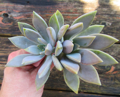 2 Graptopetalum Paraguayense (Ghost Plant) Succulent Cuttings