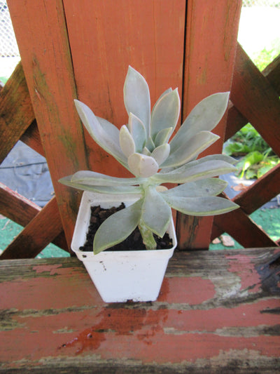 Fully Rooted Graptopetalum Paraguayense (Ghost Plant) Succulent