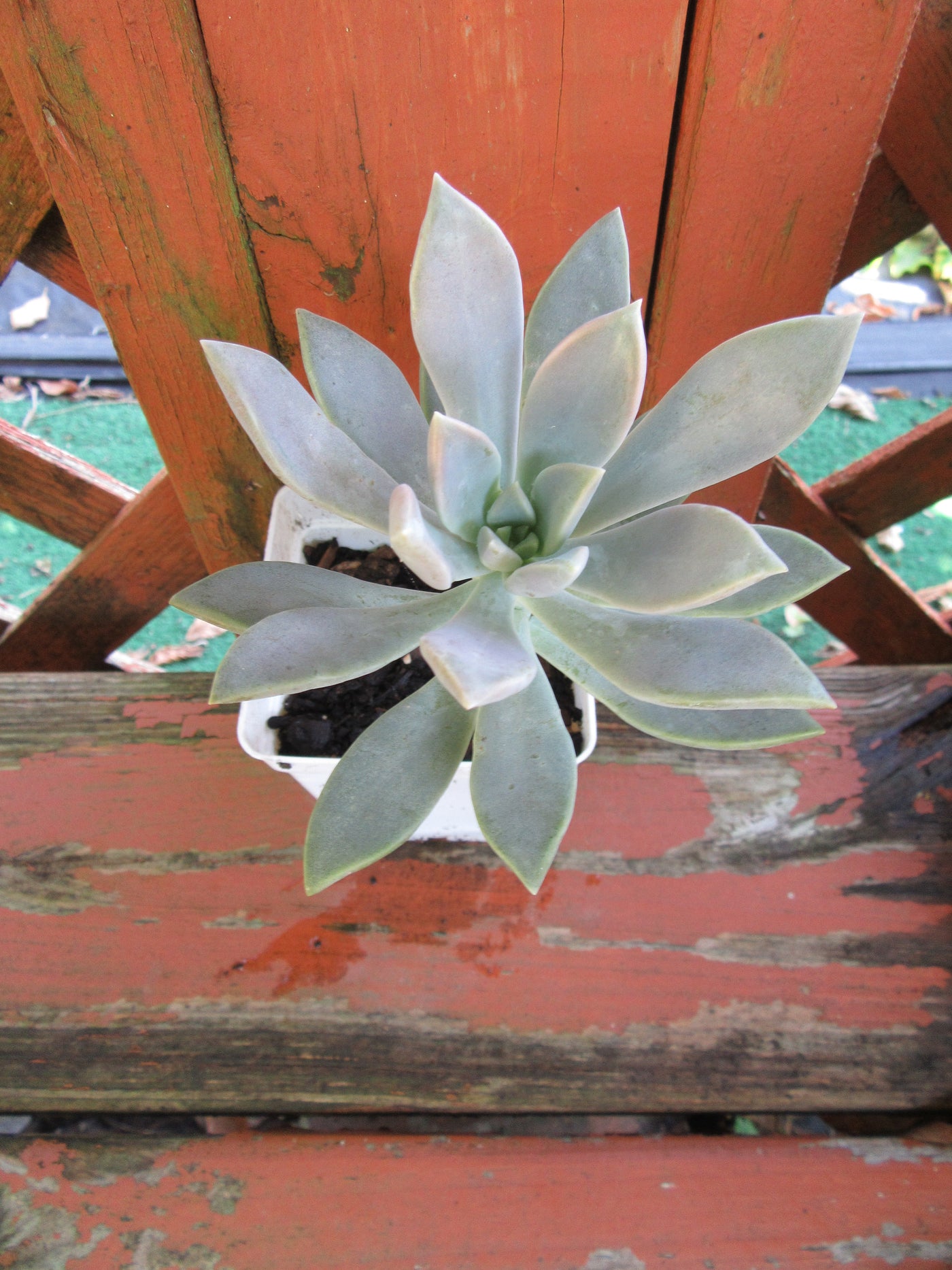 Fully Rooted Graptopetalum Paraguayense (Ghost Plant) Succulent