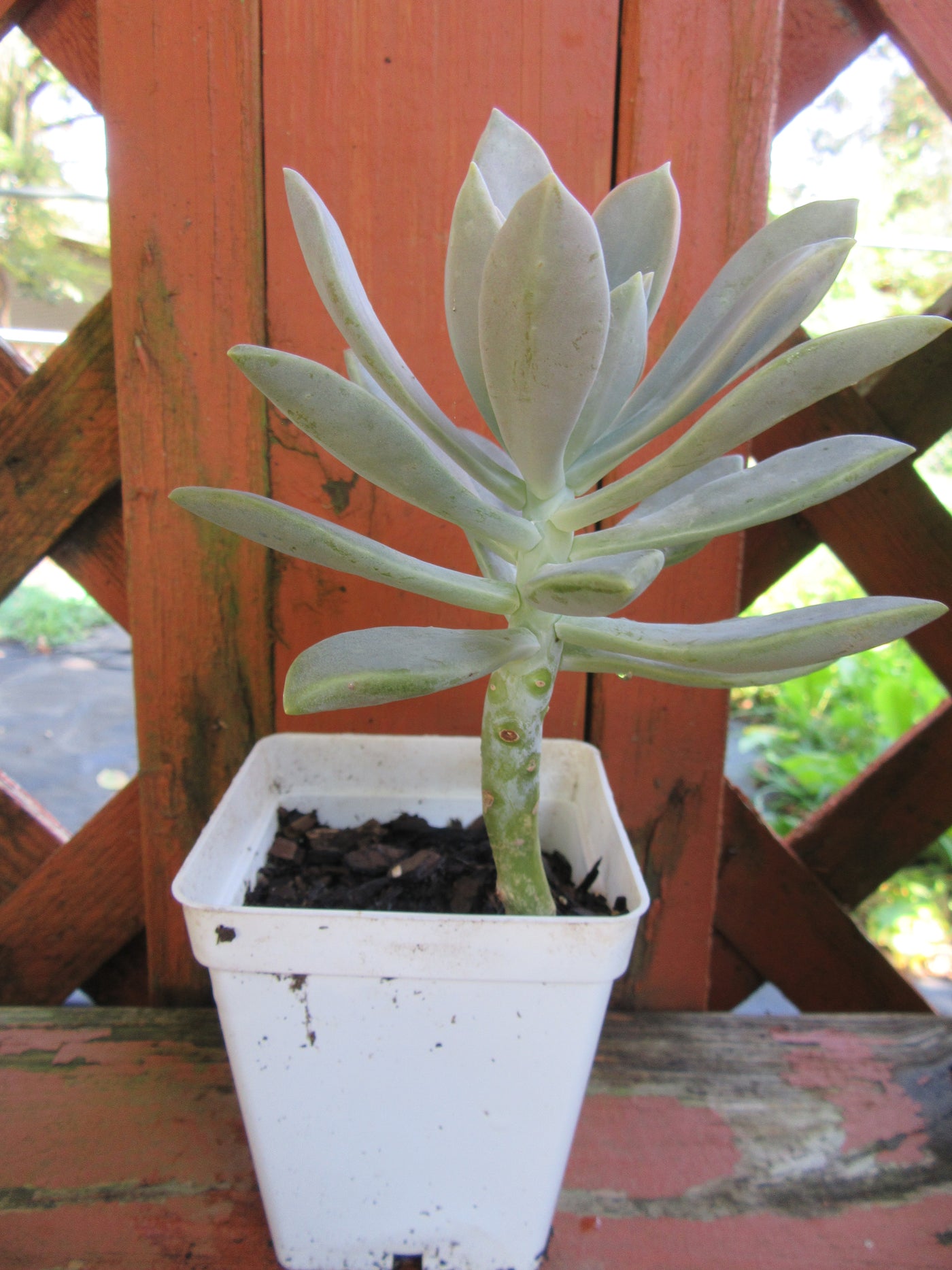 Fully Rooted Graptopetalum Paraguayense (Ghost Plant) Succulent