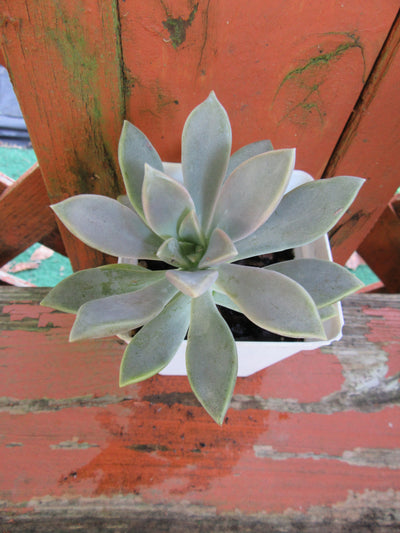Fully Rooted Graptopetalum Paraguayense (Ghost Plant) Succulent